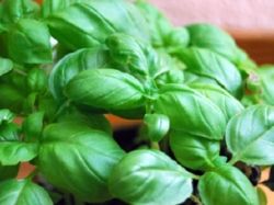 Basil