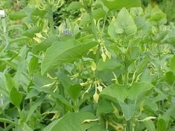 Birthwort