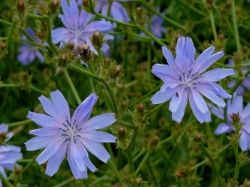 Chicory