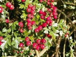 Hawthorn